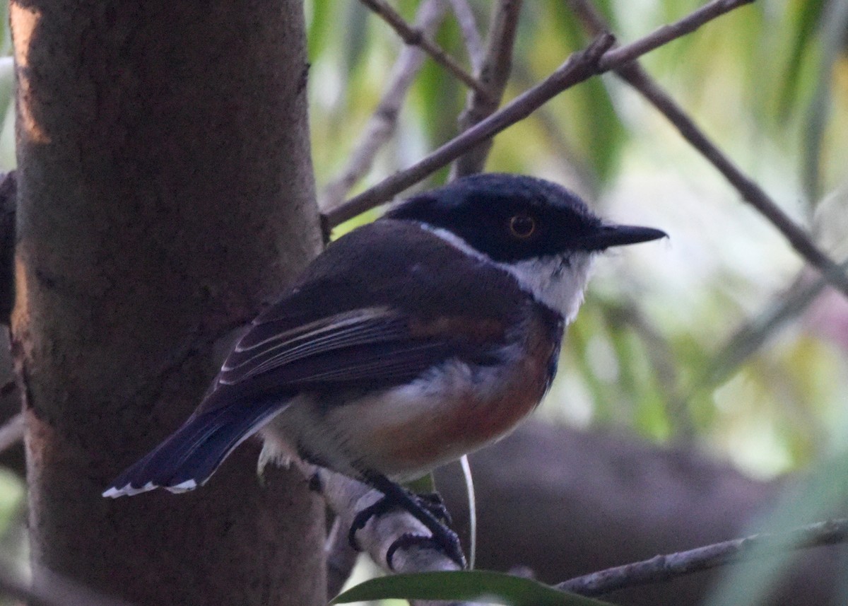 Cape Batis - ML648703511