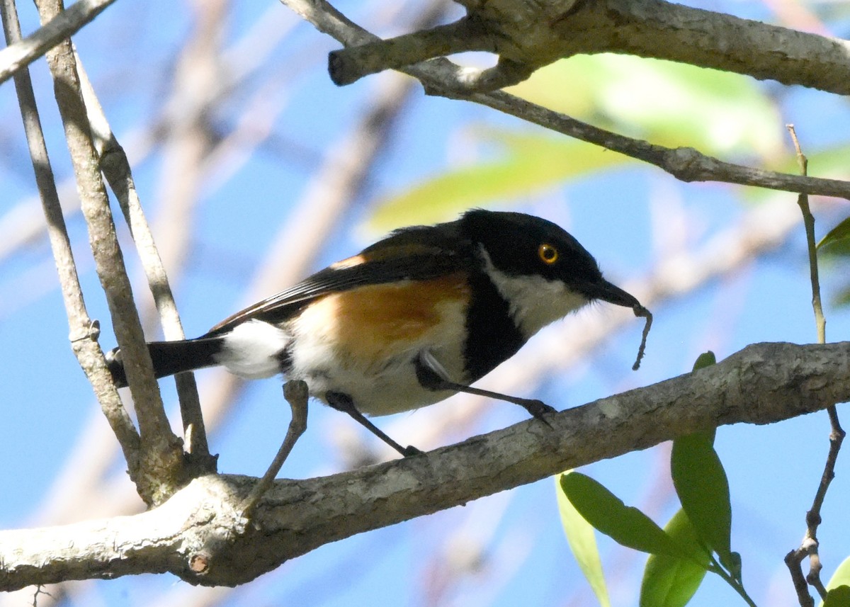 Cape Batis - ML648703527