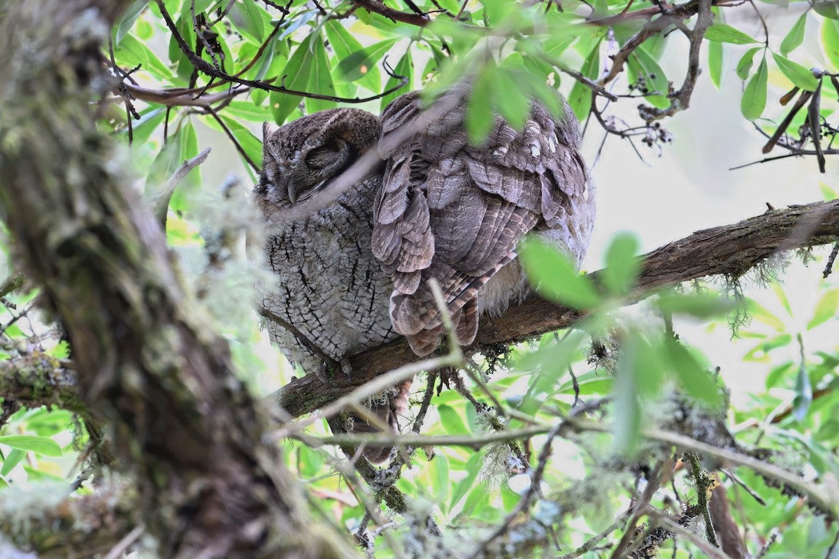 výreček neotropický - ML648703542