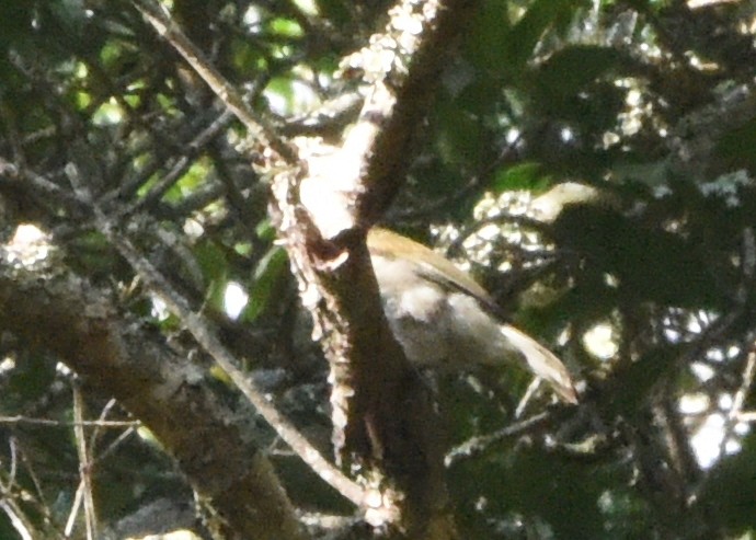 Lesser Honeyguide - ML648703580