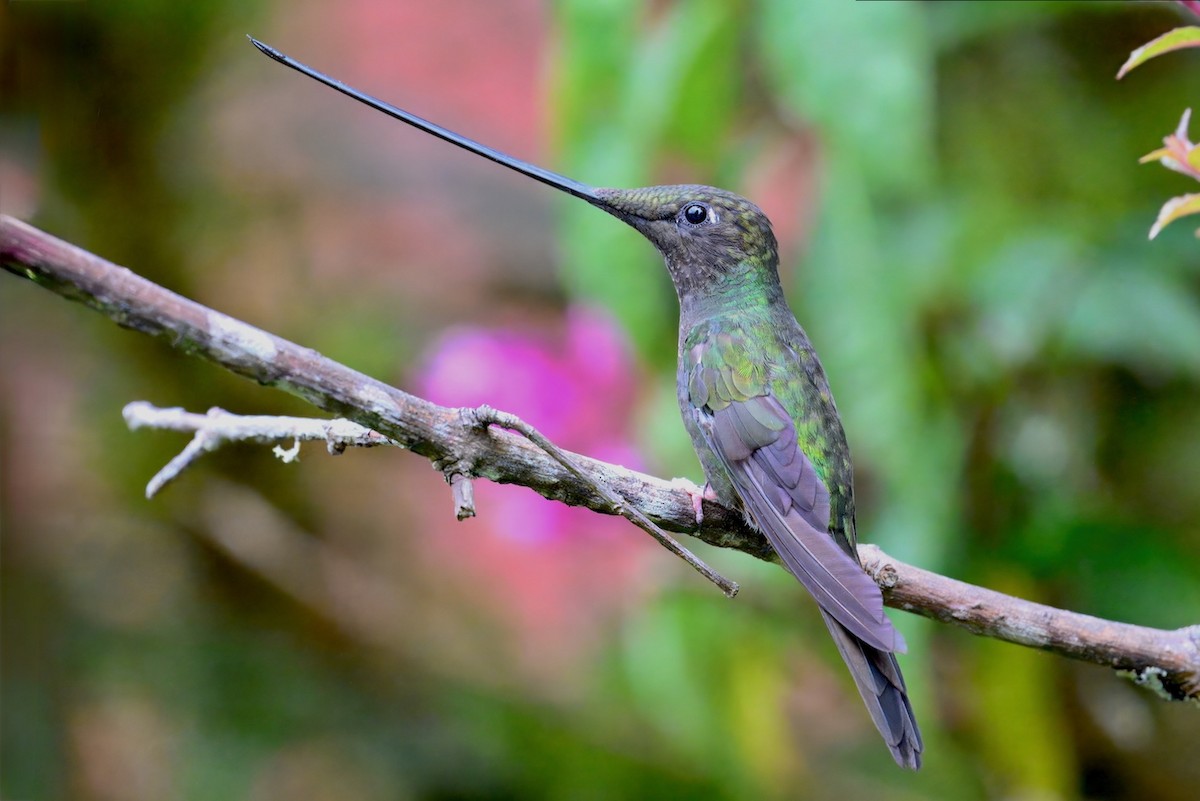 kolibřík mečozobec - ML648703657