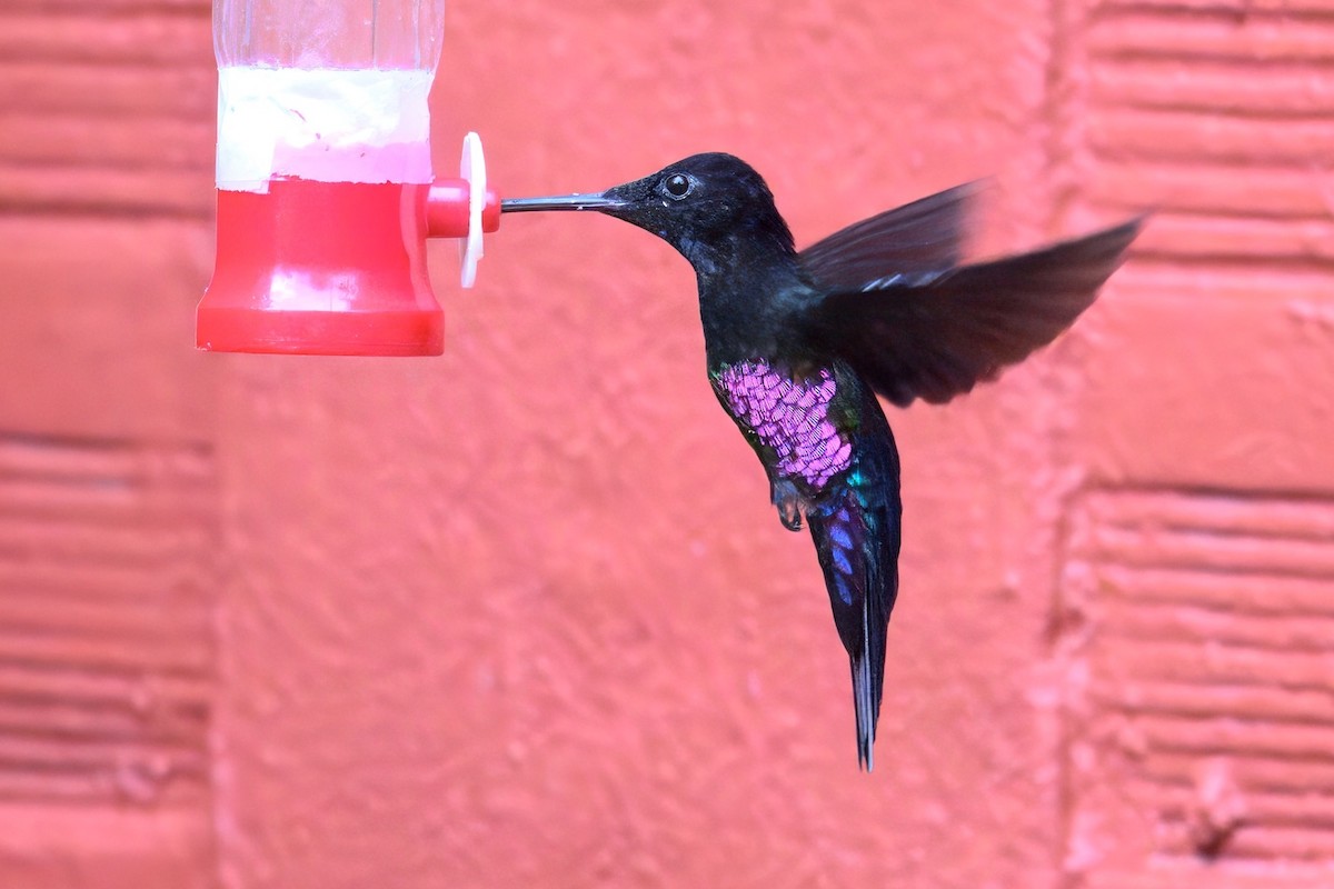 inka modrohrdlý - ML648703713