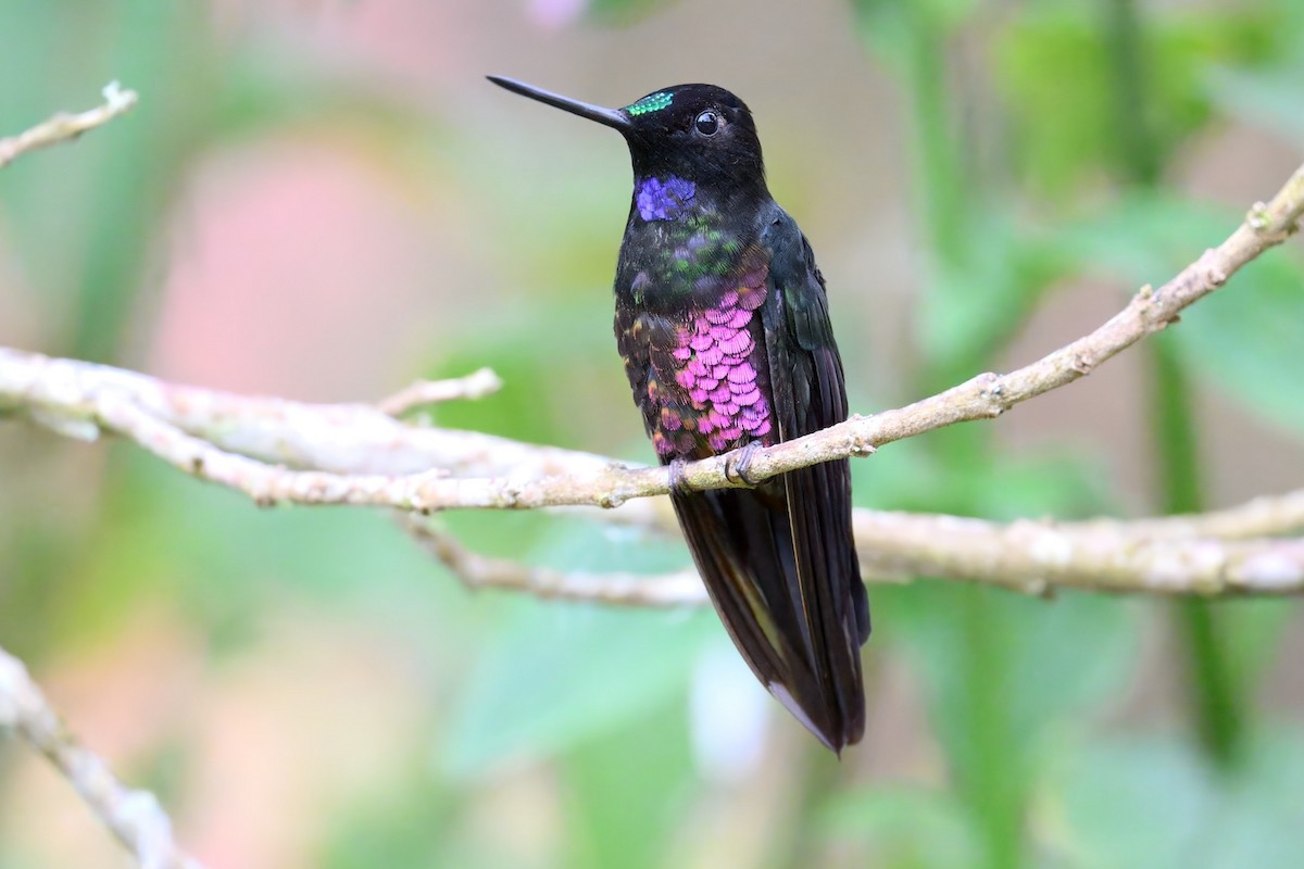 inka modrohrdlý - ML648703722