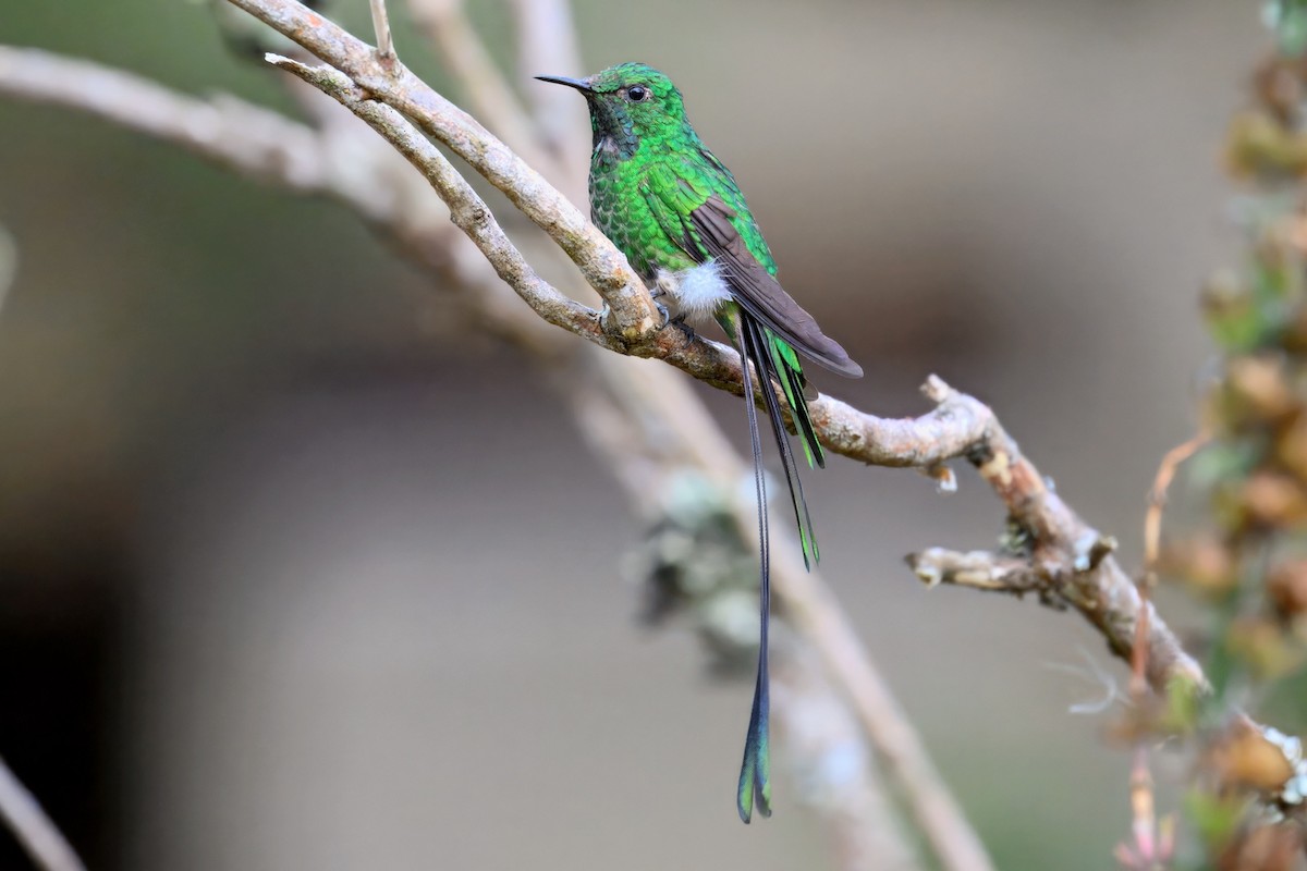 sylfa zelenoocasá - ML648703777