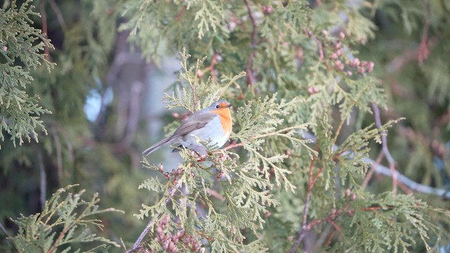 European Robin - ML648703817