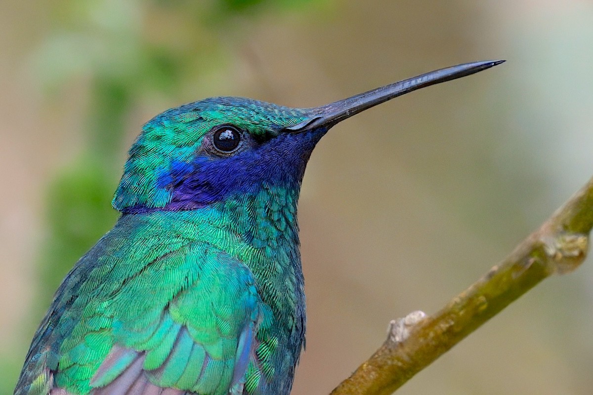 kolibřík modrolící - ML648703820