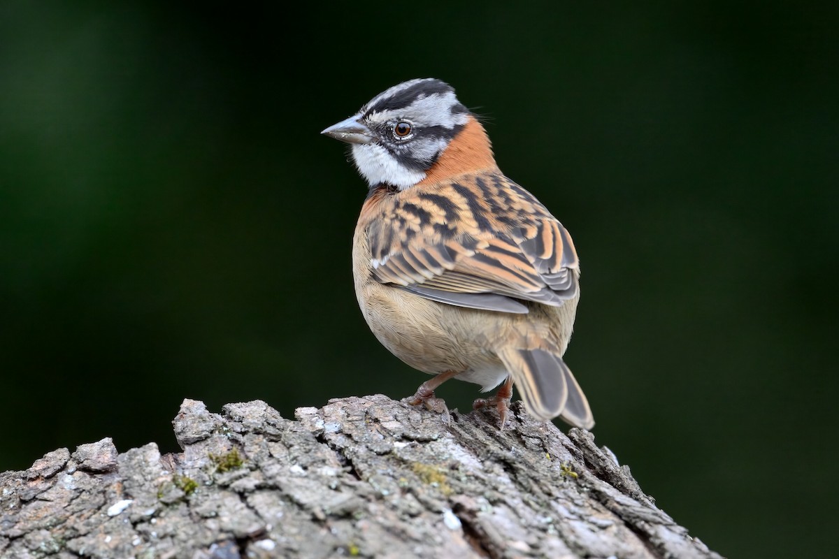 Rufous-collared Sparrow - Soham Mehta
