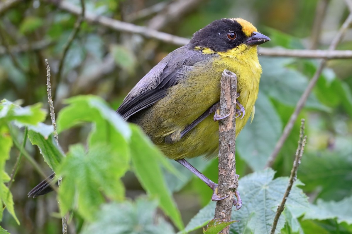 Pale-naped Brushfinch - ML648703868