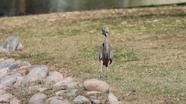 Great Blue Heron - ML648703979