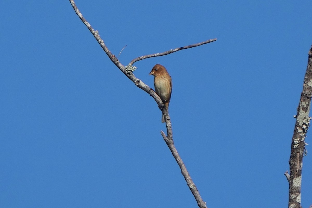 Индиговый колорин - ML648704147