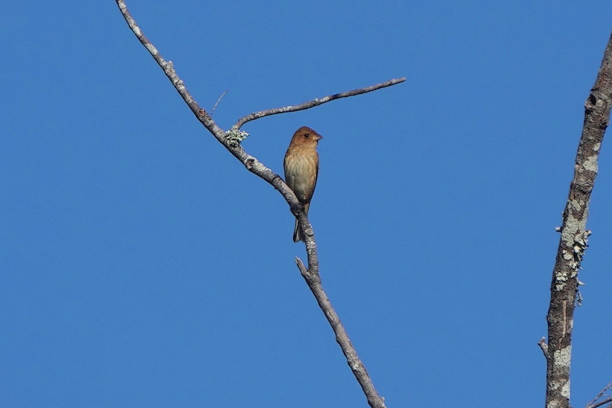 Индиговый колорин - ML648704148