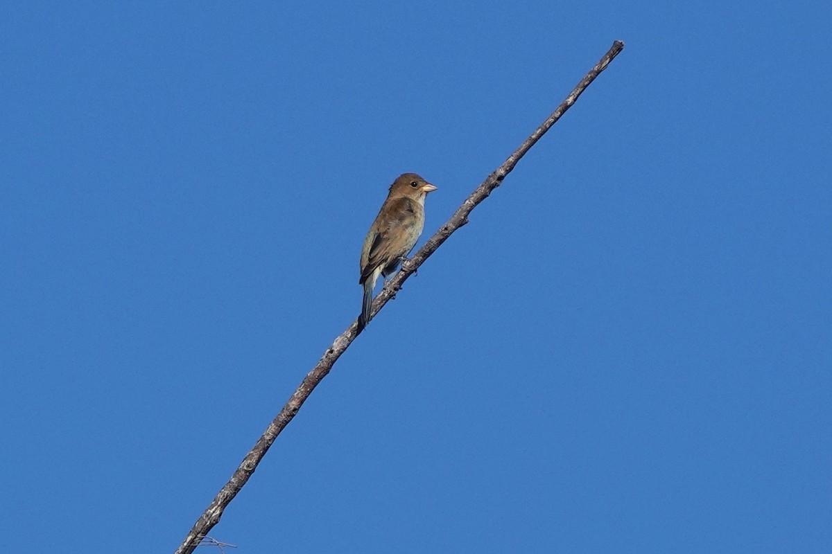 Индиговый колорин - ML648704149