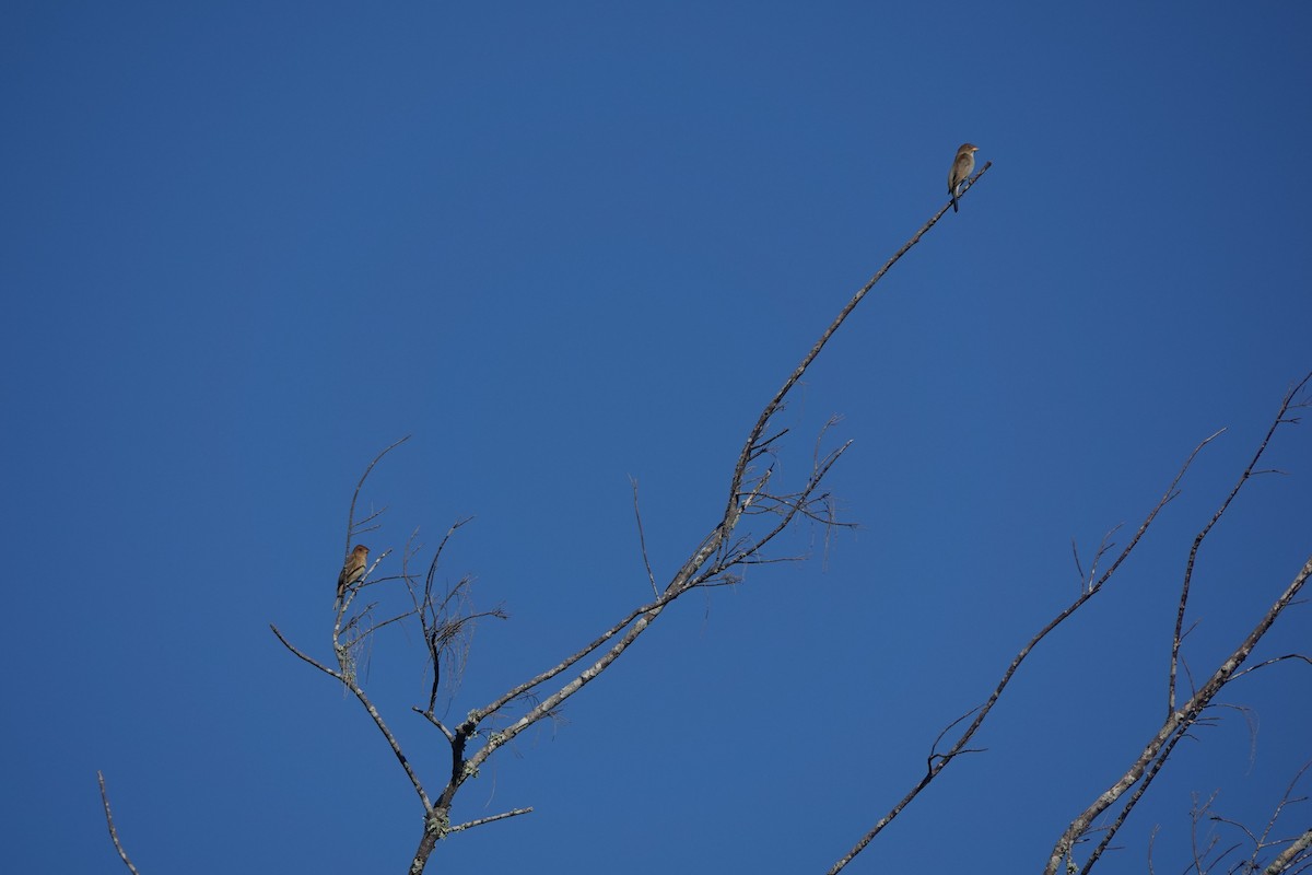 Индиговый колорин - ML648704150