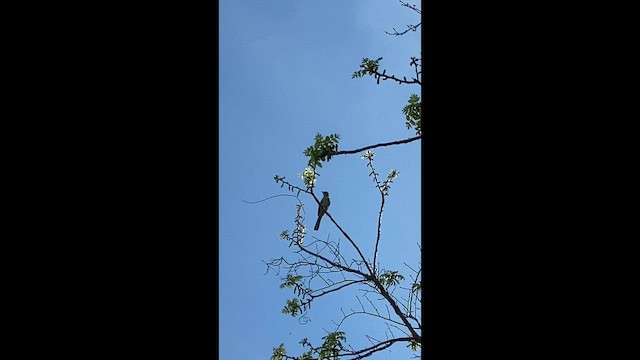 Moqueur polyglotte - ML648704316