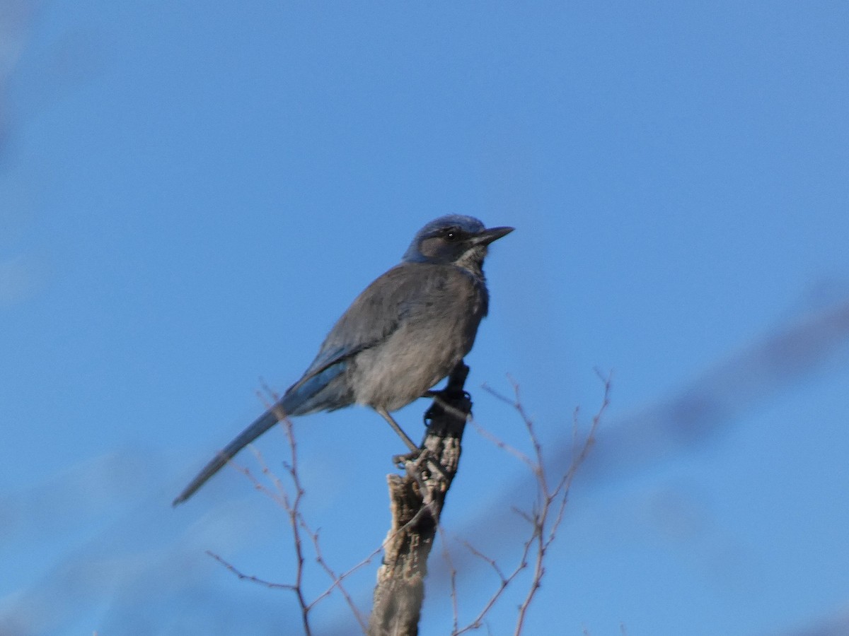 Chara de Woodhouse - ML648704568