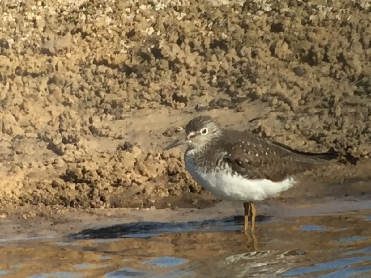 コシグロクサシギ - ML648704886