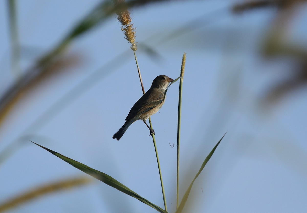 Индиговый колорин - ML648705055