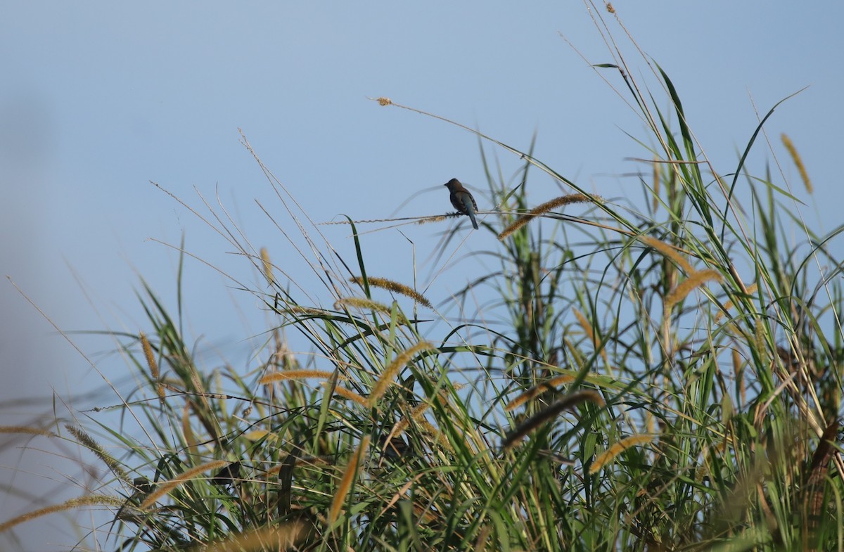 Индиговый колорин - ML648705134