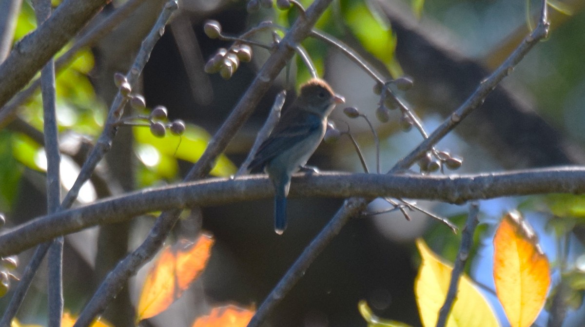 Индиговый колорин - ML648705574