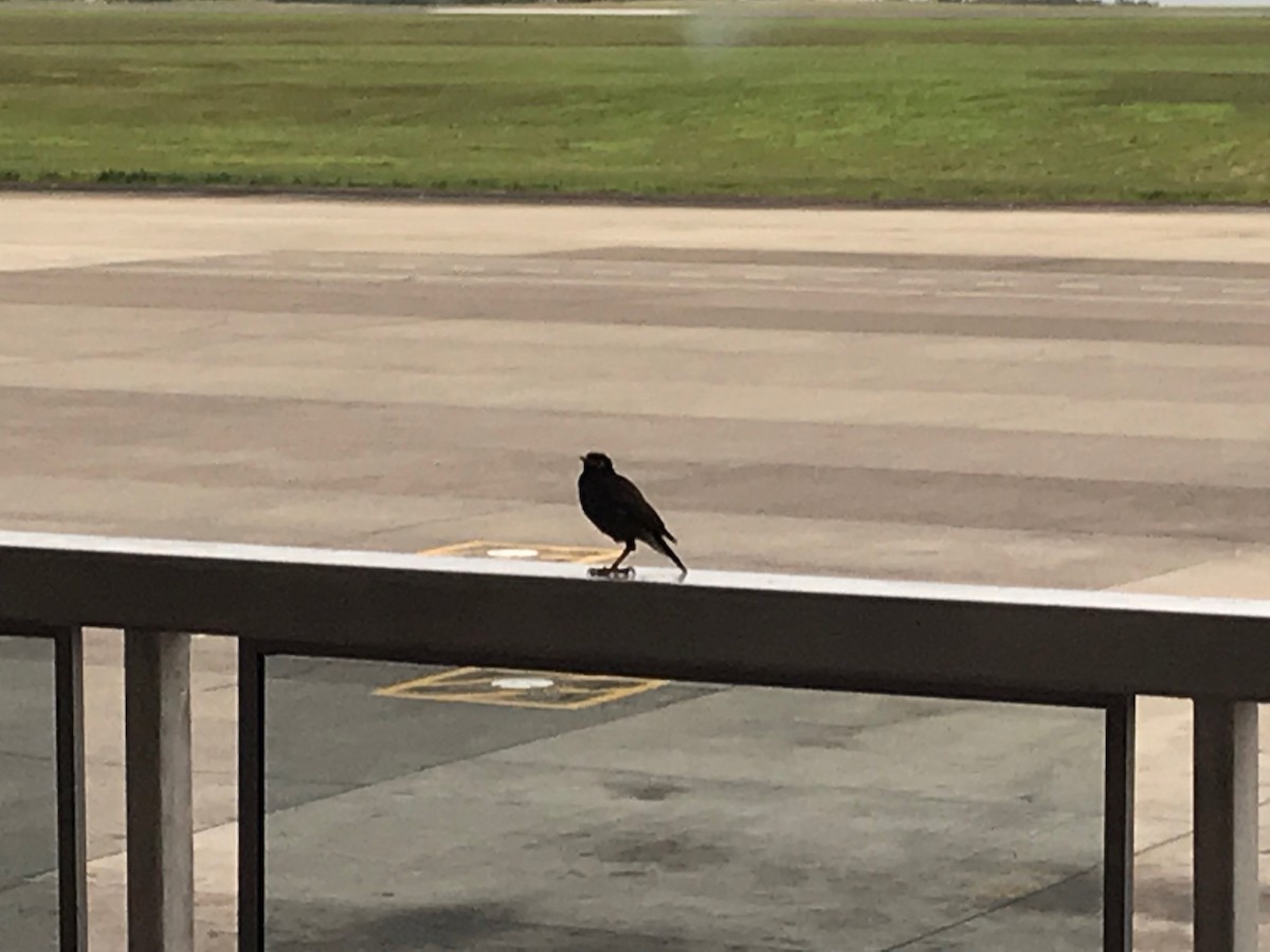 インドハッカ - ML648706031