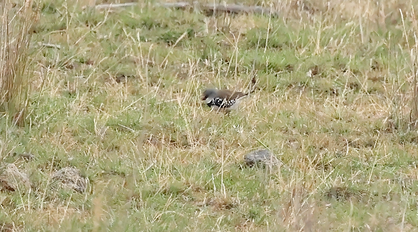 eBird Checklist - 11 Jan 2026 - Apollo Road at -35.5938, 149.0457 - 23 ...