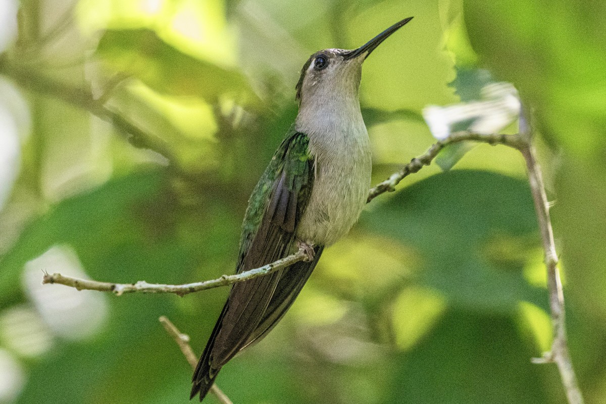 Wedge-tailed Sabrewing - ML648706610