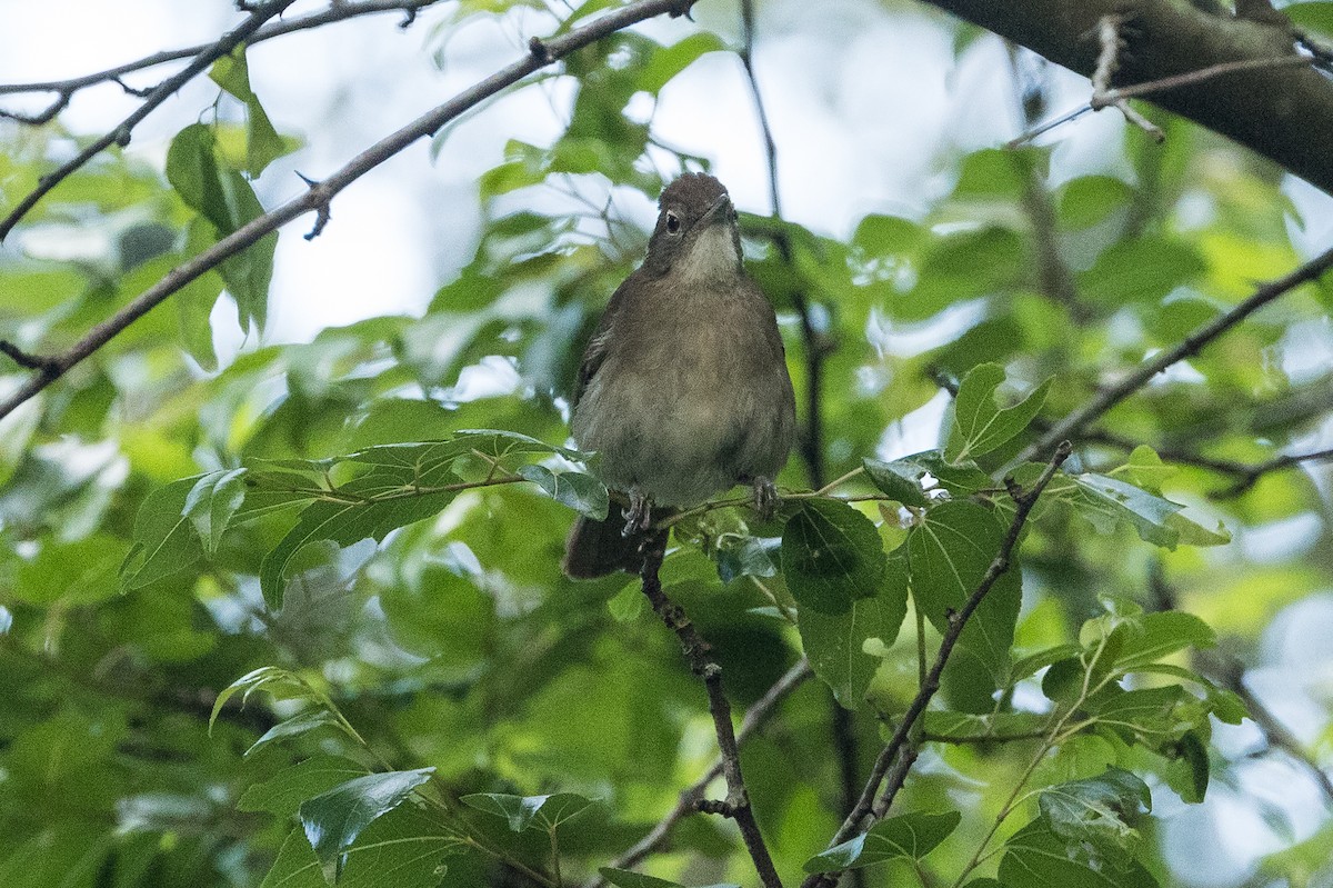 Terrestrial Brownbul - ML648706881