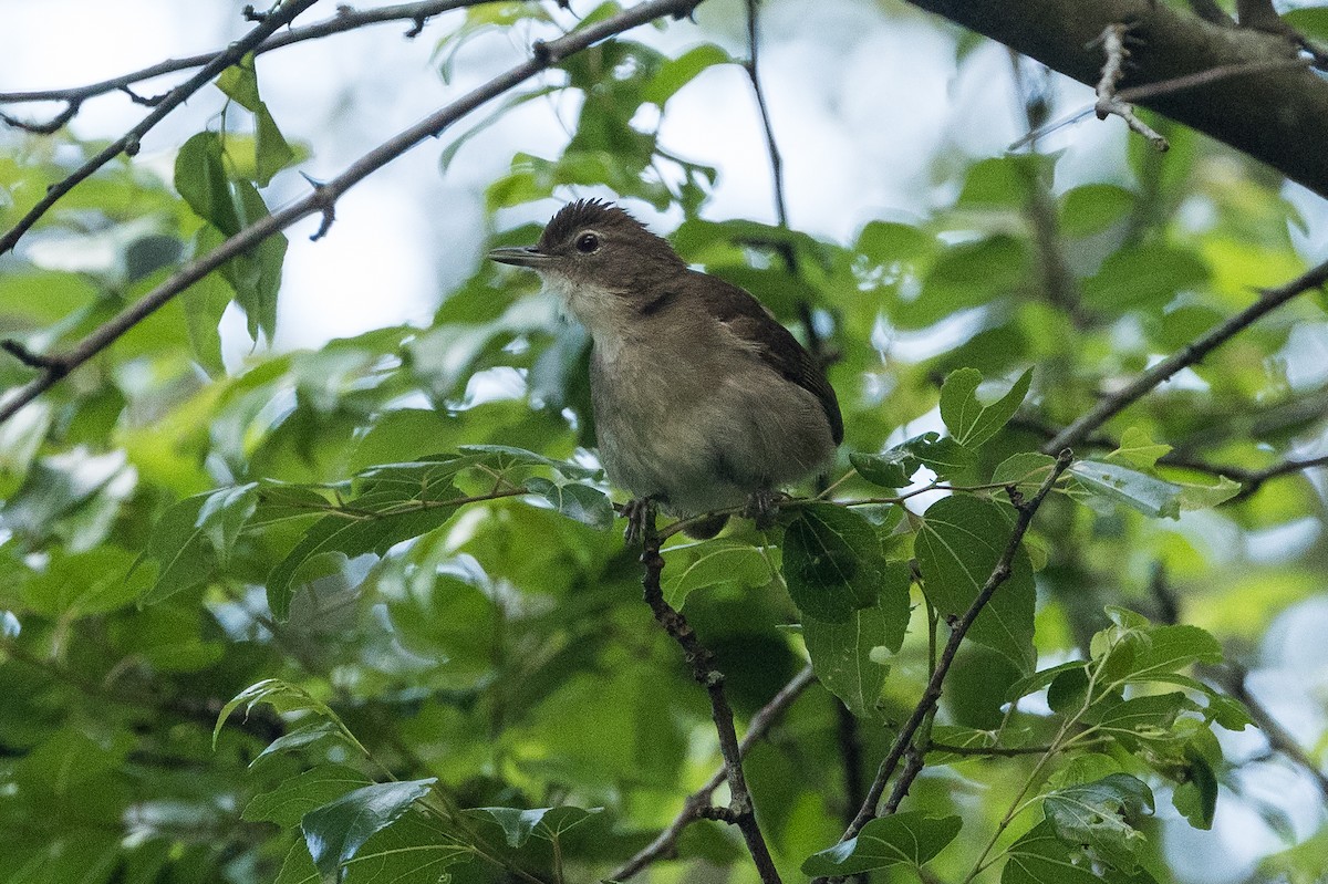 Terrestrial Brownbul - ML648706882