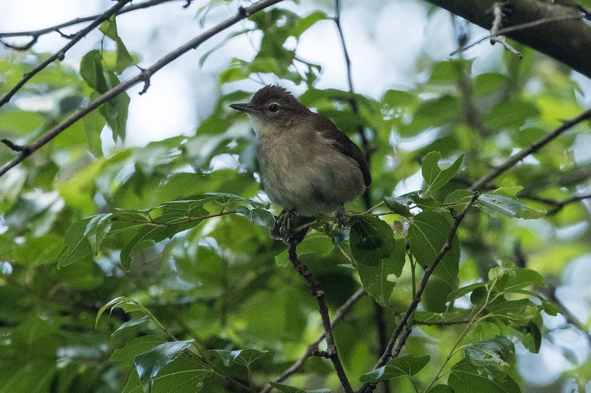 Terrestrial Brownbul - ML648706883