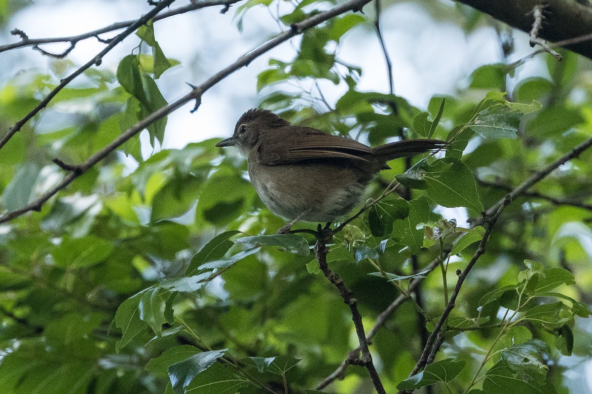 Terrestrial Brownbul - ML648706884
