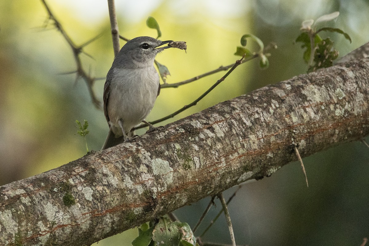 Terrestrial Brownbul - ML648706885