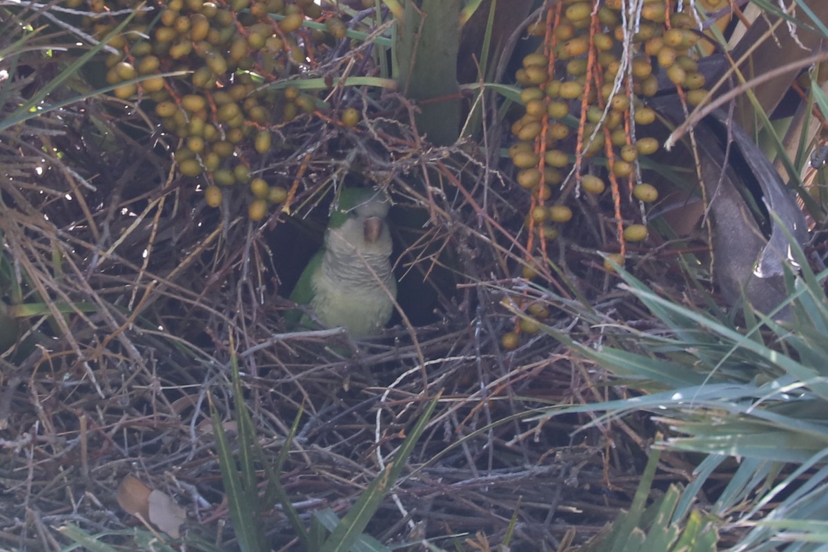Monk Parakeet - ML648707111