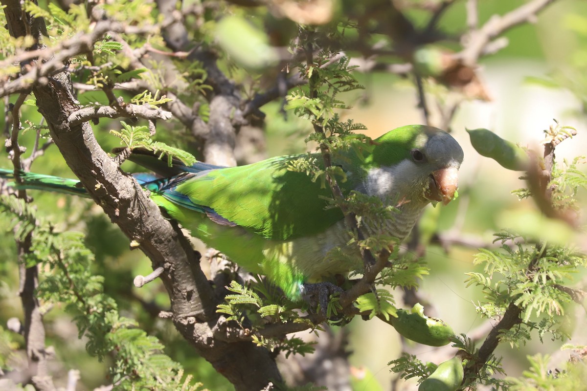 Monk Parakeet - ML648707112