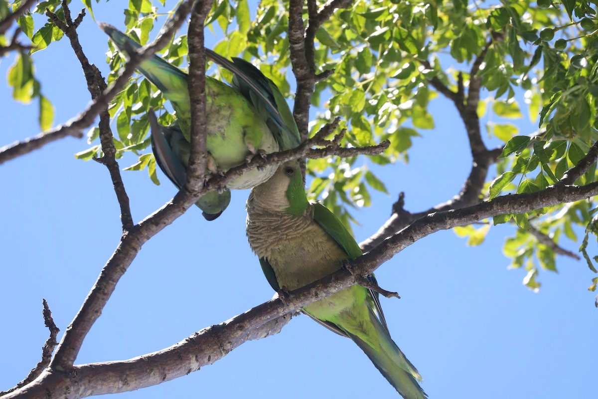 Monk Parakeet - ML648707113