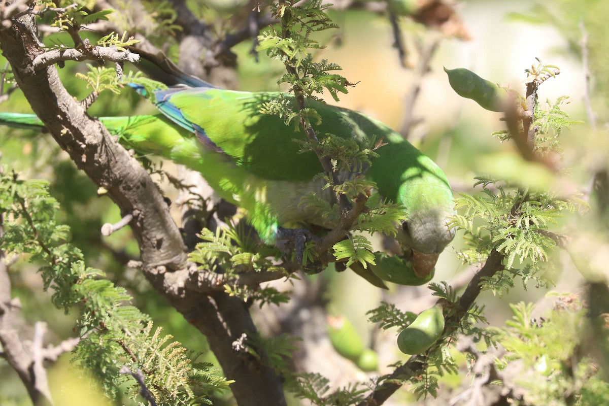 Monk Parakeet - ML648707114