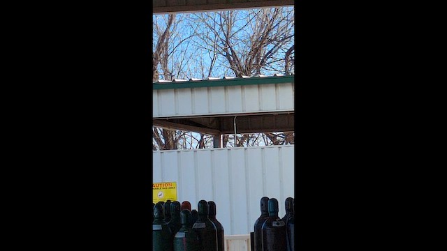 Great Horned Owl - ML648707126