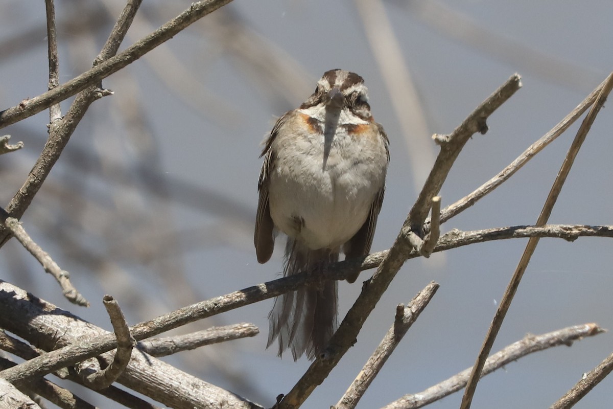 Rufous-collared Sparrow - ML648707134