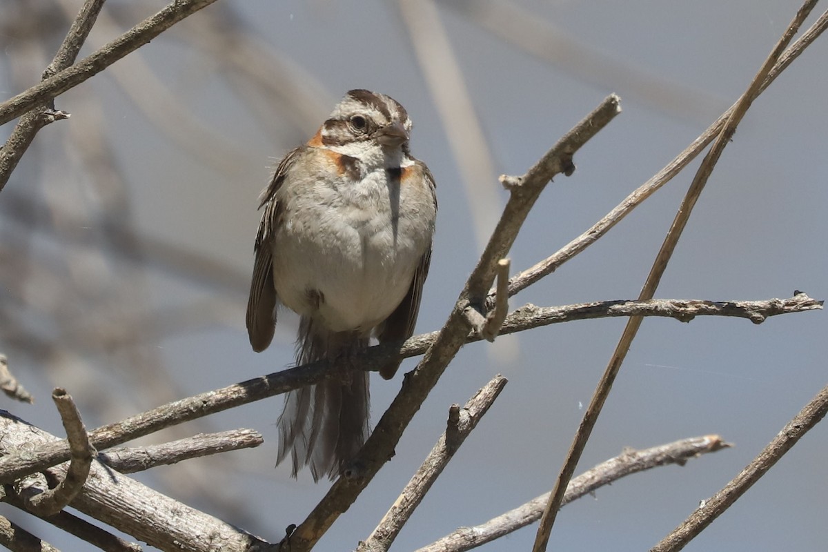 Rufous-collared Sparrow - ML648707135