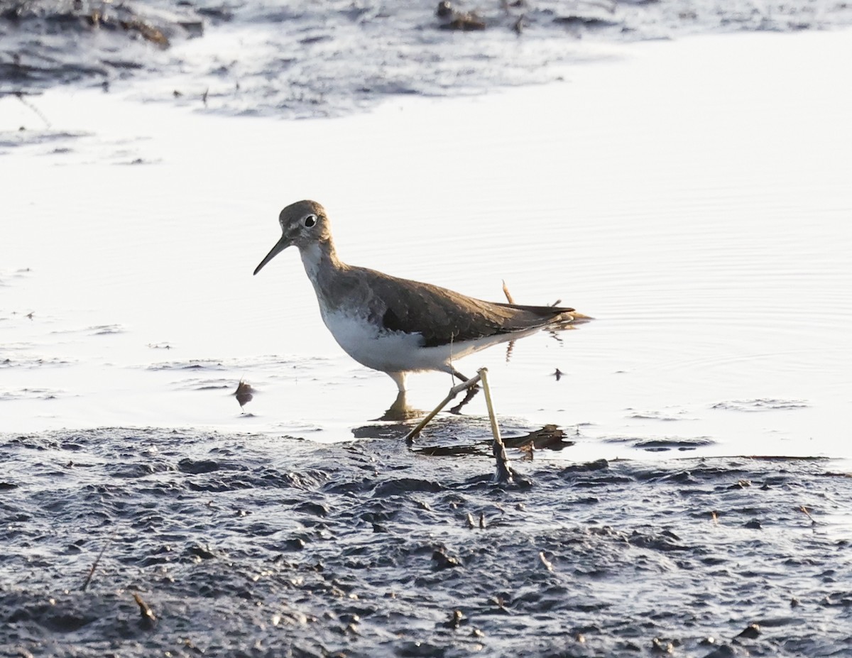 コシグロクサシギ - ML648707942