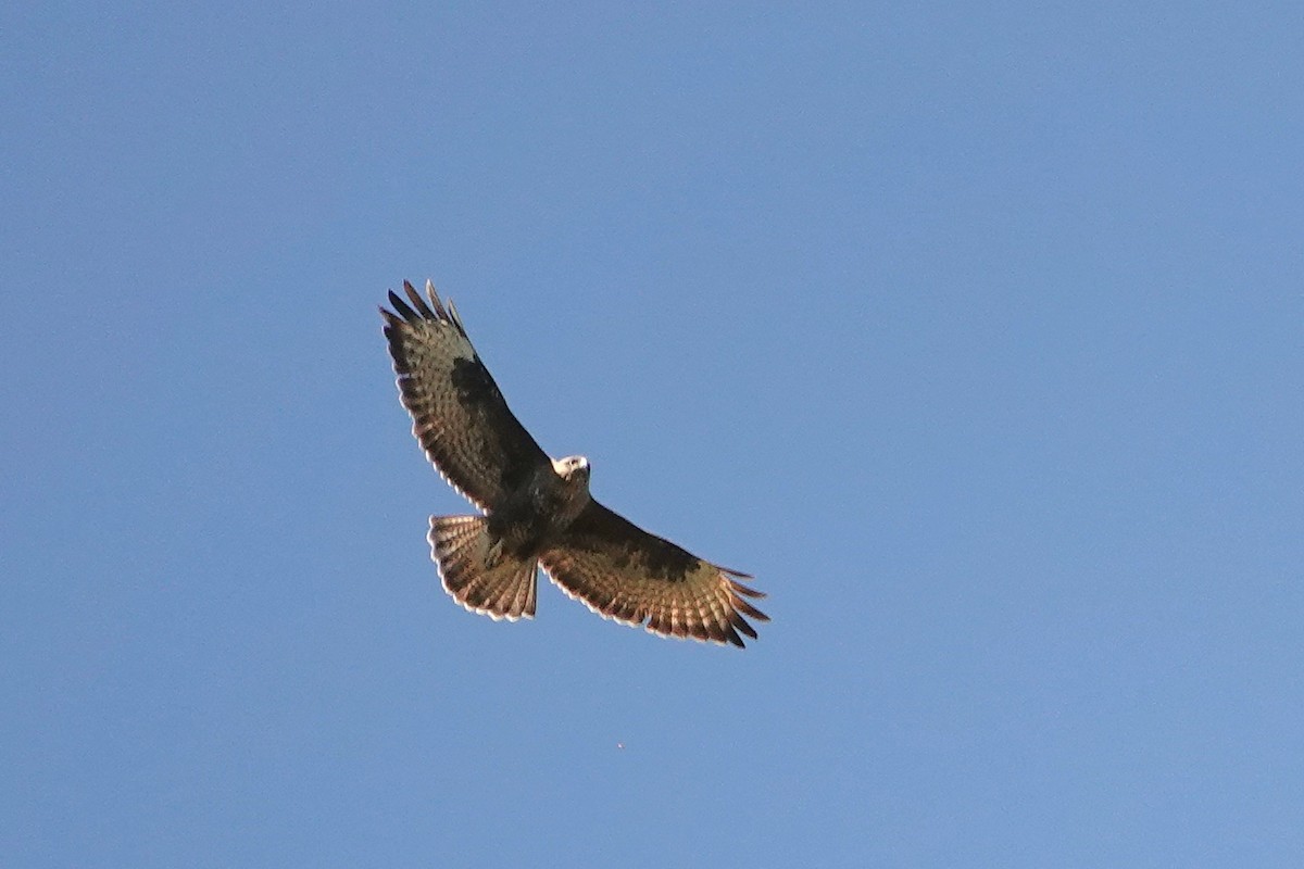 Common Buzzard (Canary Is.) - ML648708073