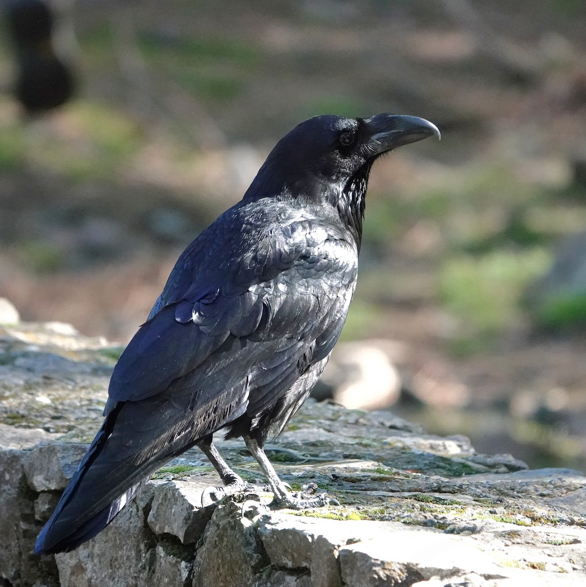 Common Raven - ML648708097