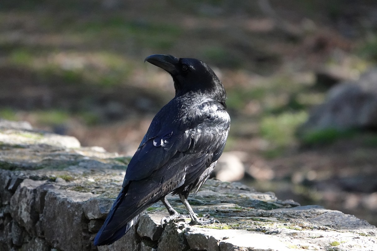 Common Raven - ML648708098