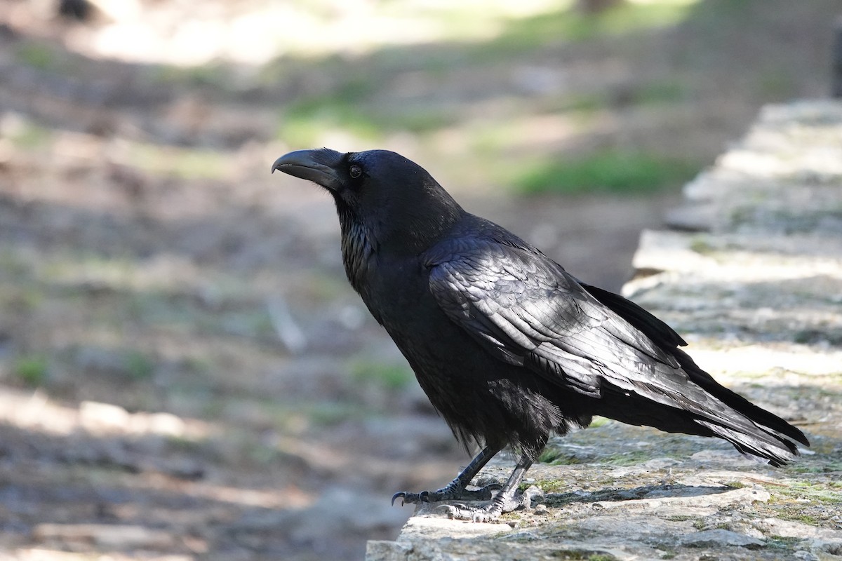 Common Raven - ML648708099