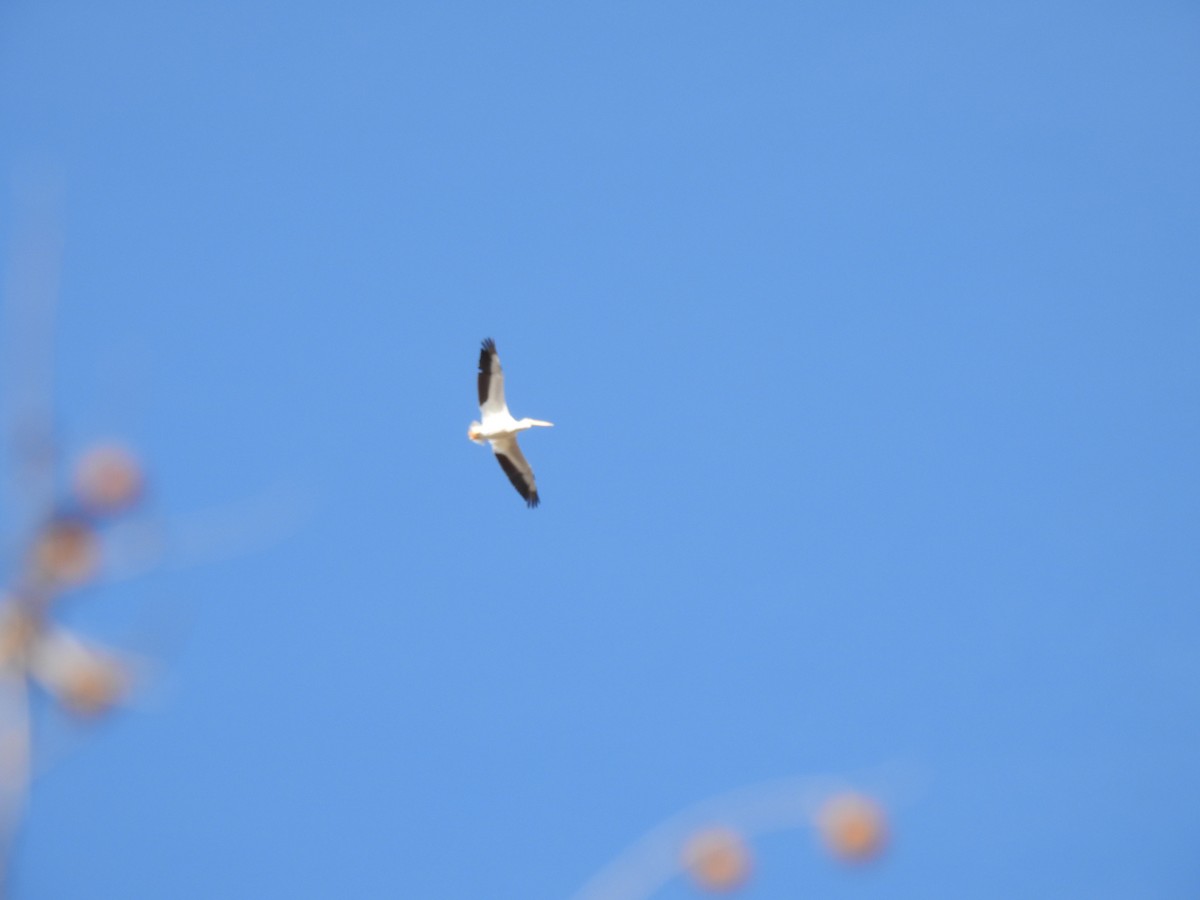 Amerika Pelikanı - ML648708130