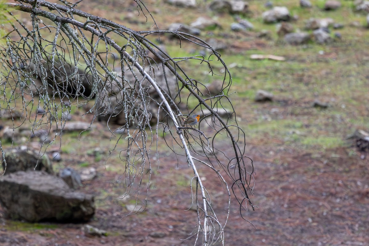 European Robin - ML648708131