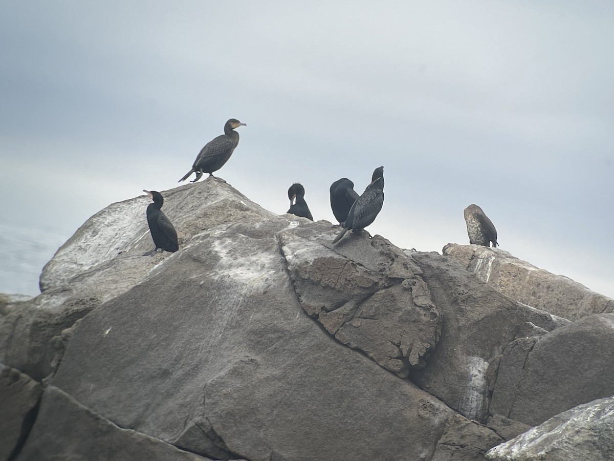 Great Cormorant - ML648708144