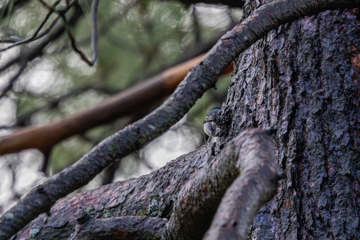 Canary Islands Chaffinch (Canary Is.) - ML648708154