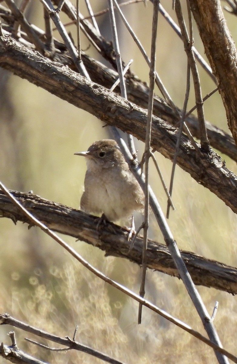 Ev Çıtkuşu - ML648708161