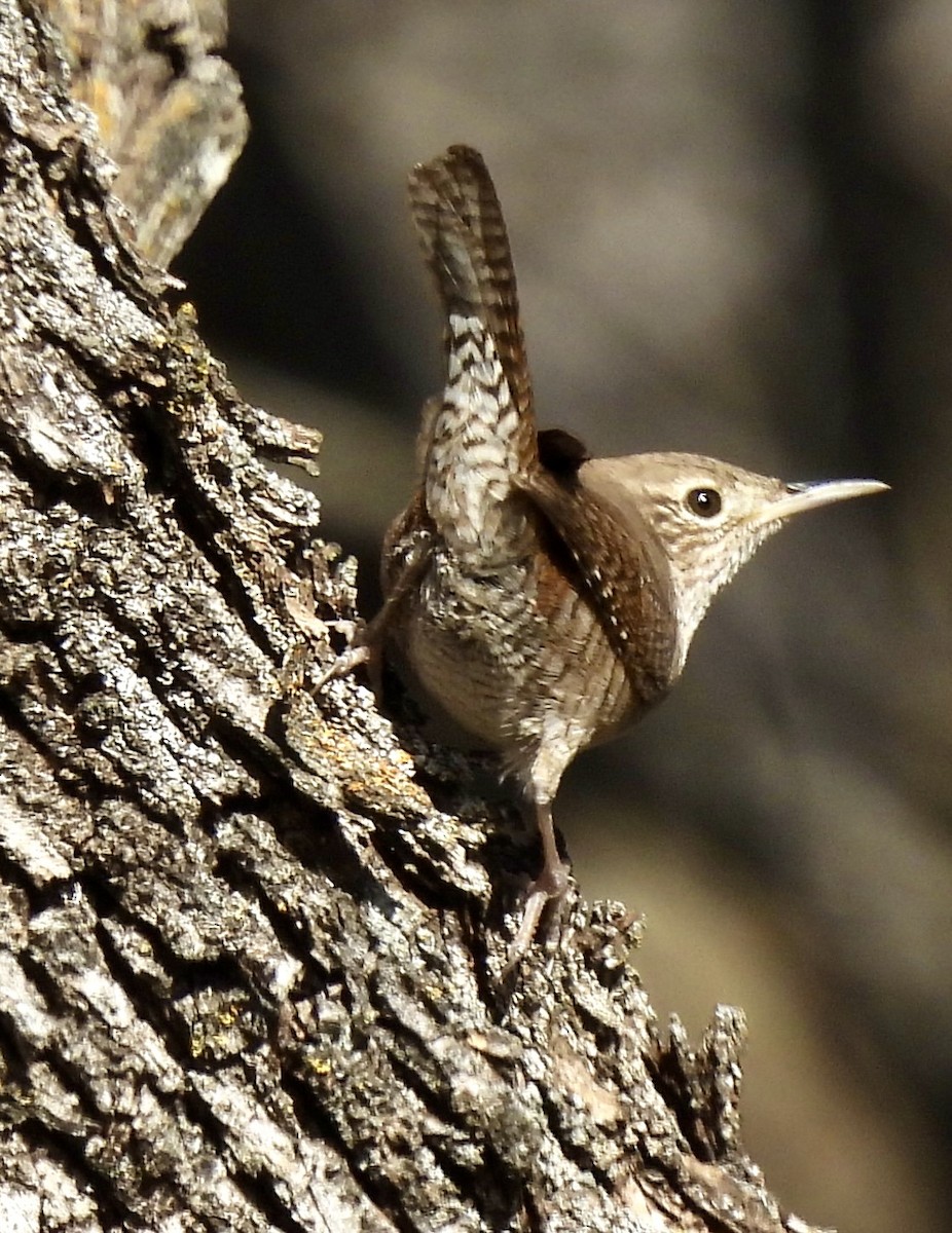 Ev Çıtkuşu - ML648708162