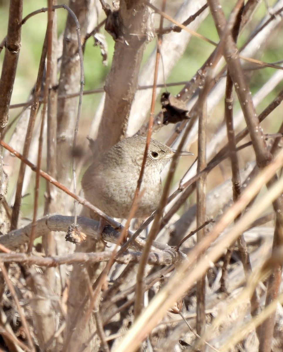 Ev Çıtkuşu - ML648708164